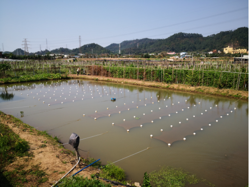 石墨烯应用：埃烯水生态网（AG-WEB）