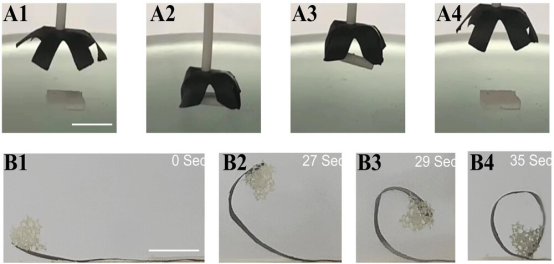 南方医科大学王乐禹教授《AFM》: 心脏修复用不对称疏水/亲水超薄氧化石墨膜的研制！