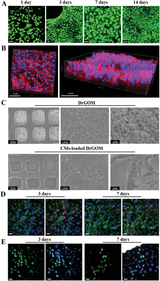 南方医科大学王乐禹教授《AFM》: 心脏修复用不对称疏水/亲水超薄氧化石墨膜的研制！