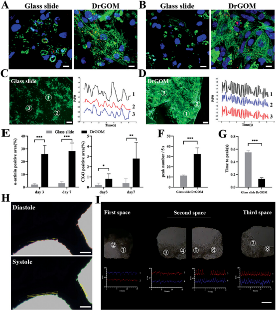 南方医科大学王乐禹教授《AFM》: 心脏修复用不对称疏水/亲水超薄氧化石墨膜的研制！