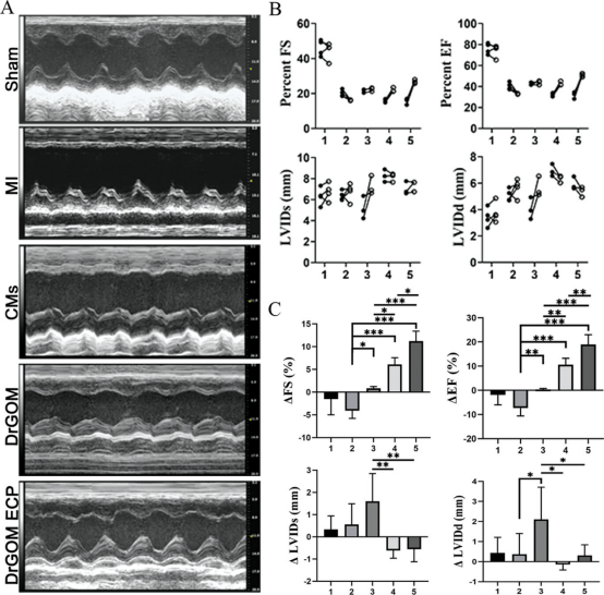 南方医科大学王乐禹教授《AFM》: 心脏修复用不对称疏水/亲水超薄氧化石墨膜的研制！