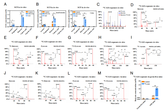 国家纳米科学中心陈春英团队PNAS：给小老鼠喂食碳纳米材料，被Nature亮点报道！