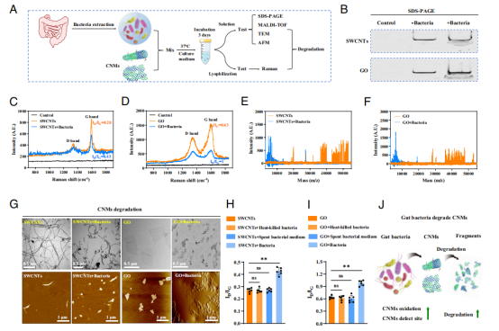 国家纳米科学中心陈春英团队PNAS：给小老鼠喂食碳纳米材料，被Nature亮点报道！