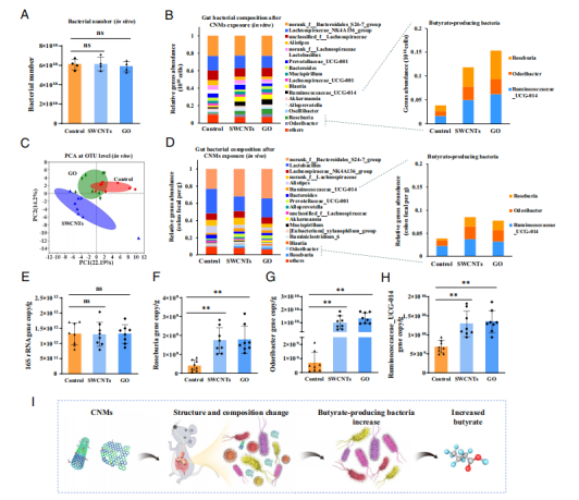 国家纳米科学中心陈春英团队PNAS：给小老鼠喂食碳纳米材料，被Nature亮点报道！