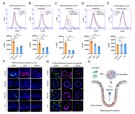 国家纳米科学中心陈春英团队PNAS：给小老鼠喂食碳纳米材料，被Nature亮点报道！