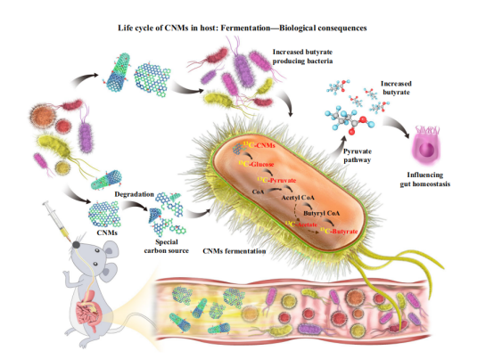 国家纳米科学中心陈春英团队PNAS：给小老鼠喂食碳纳米材料，被Nature亮点报道！