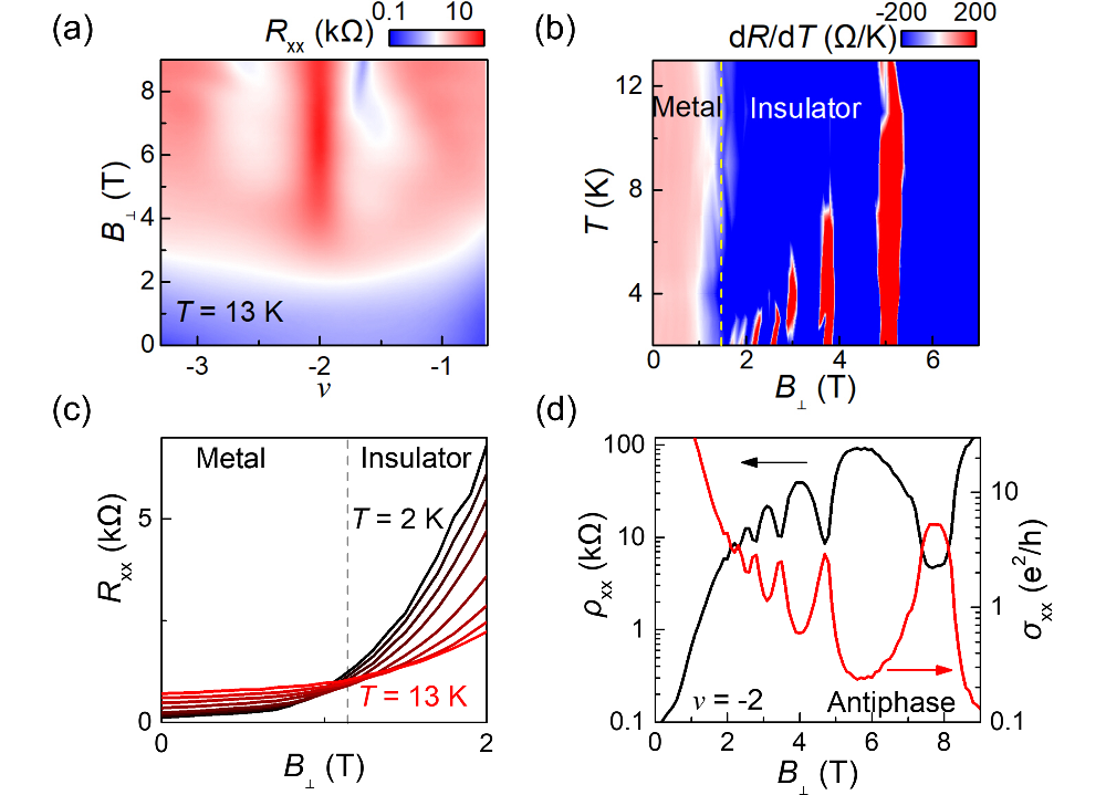 转角石墨烯（2+2）中关联绝缘态的量子振荡 | 进展
