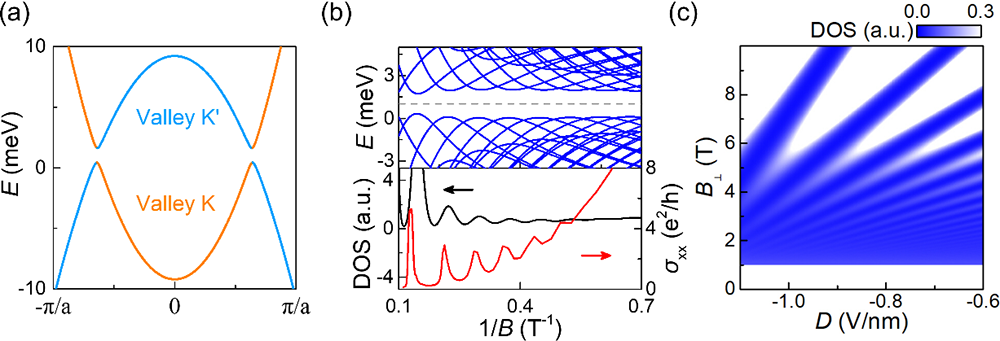 转角石墨烯（2+2）中关联绝缘态的量子振荡 | 进展