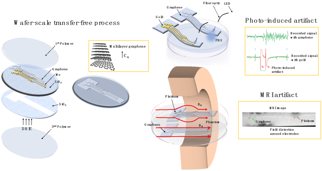 最新成果|代尔夫特理工大学V. Giagka团队：采用无转移工艺的多层CVD石墨烯电极，用于下一代光学透明和MRI兼容的神经接口