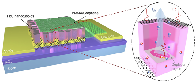 中科院重庆绿色智能技术研究院魏兴战AOM：基于石墨烯-硫化铅纳米立方体-石墨烯结构的垂直型光电探测器