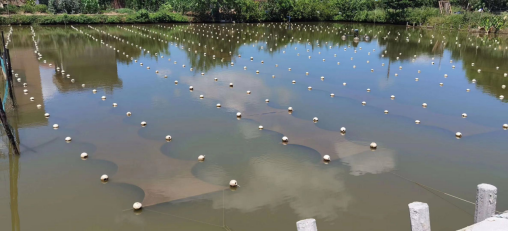 石墨烯应用：埃烯水生态网（AG-WEB）