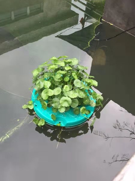 石墨烯应用：埃烯水生态网（AG-WEB）