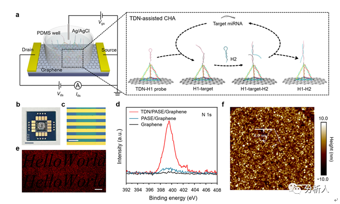 Anal. Chem.：复旦大学魏大程团队研发基于催化发夹组装（CHA）增强的石墨烯晶体管用于超灵敏miRNA检测