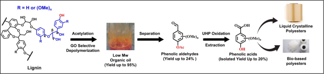 ChemSusChem：氧化石墨烯催化的温和条件下木质素选择性降解
