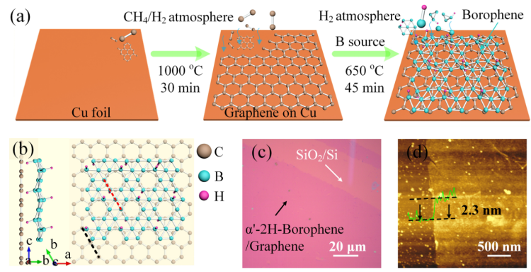 Nano Res.[器件]│台国安教授课题组：硼烯-石墨烯异质结的制备及其高效宽带光电探测器