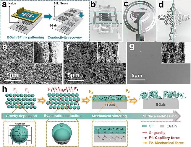 浙江理工大学胡毅教授CEJ: 高导电性EGaIn /丝素墨水用于石墨烯3D阵列结构MSCs