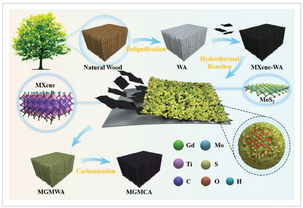 陕西科技大学《Small》：以树木为原料制备MoS2@Gd2O3/Mxene-碳气凝胶复合材料，具有优异的EMW吸收性能