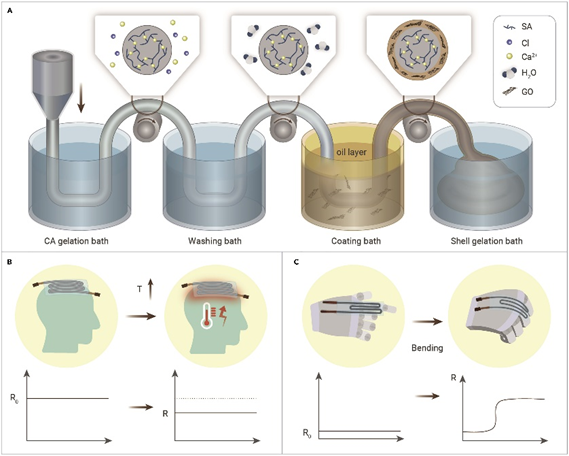 《The Innovation》微流控纺丝+剪切流诱导制备石墨烯涂层水凝胶微纤维