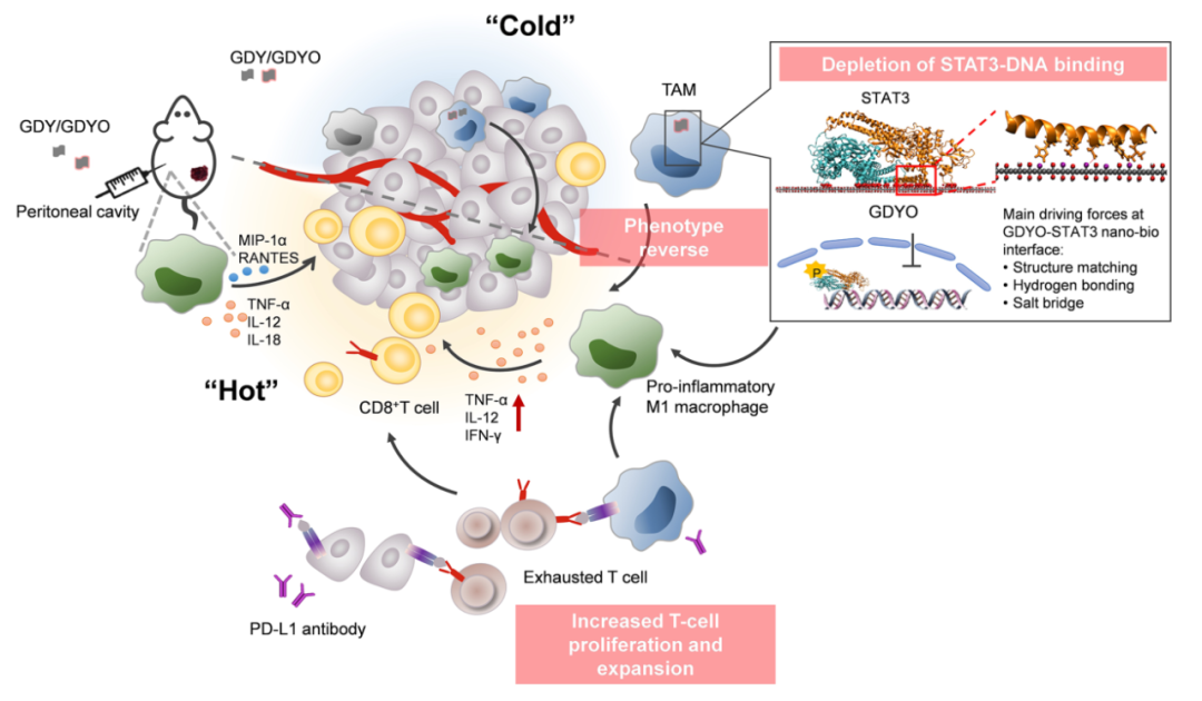 国家纳米科学中心陈春英Nano Lett.: 氧化石墨炔纳米片，局部免疫调节！