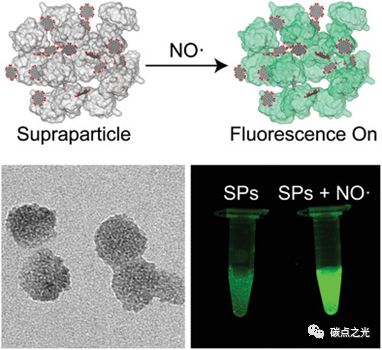 AM：金属桥接的石墨烯-蛋白超粒子用于对一氧化氮进行数字化传感