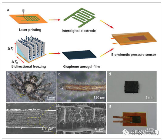 浙江工业大学《ADV MATER INTERFACES》受蜘蛛蓬松腿启发的石墨烯气凝胶，用于高灵敏度压力传感器