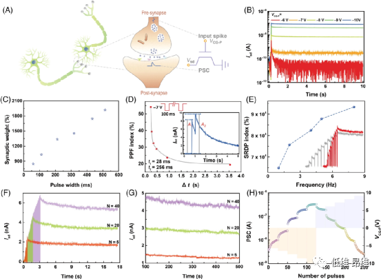 Infomat：量身定制范德华异质结的能带，用于多级存储和人工突触