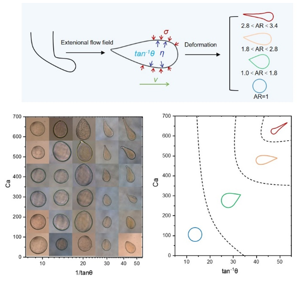 浙江大学高超教授课题组：微流控法制备氧化石墨烯非球形液滴及其形貌研究