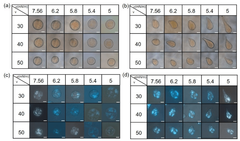 浙江大学高超教授课题组：微流控法制备氧化石墨烯非球形液滴及其形貌研究