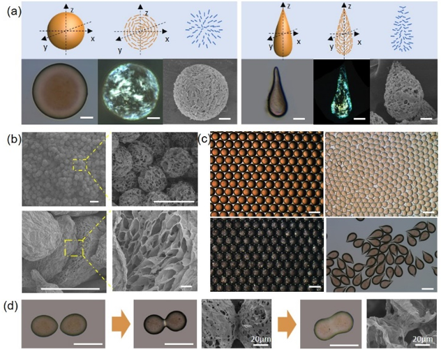 浙江大学高超教授课题组：微流控法制备氧化石墨烯非球形液滴及其形貌研究