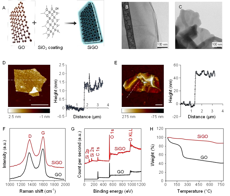 Biomaterials：GO功能化的纳米复合材料可促进人类间充质干细胞的成骨分化