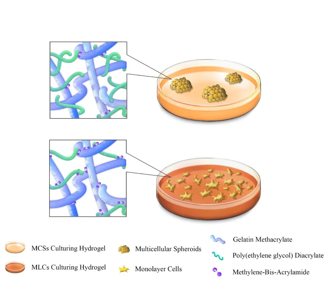 南京医科大学胡克副教授MBS：利用水凝胶构建的体外自组织肿瘤多细胞球模型揭示基于石墨烯器件的新型无创光热疗与化疗的协同作用