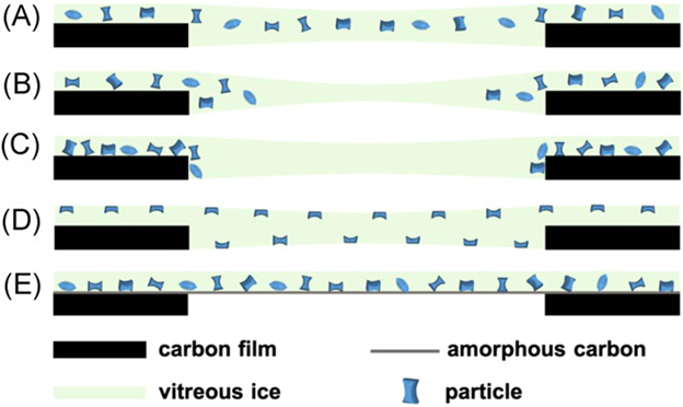 清华大学王宏伟、天津大学陈亚楠SmartMat：高分辨率低温电子显微镜用石墨烯结构工程