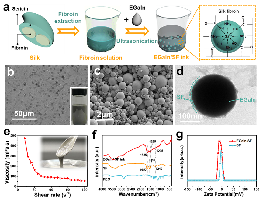 浙江理工大学胡毅教授CEJ: 高导电性EGaIn /丝素墨水用于石墨烯3D阵列结构MSCs
