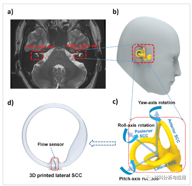 澳大利亚麦考瑞大学《AMT》：基于石墨烯纳米片和PVA水凝胶的仿生超柔性压阻流量传感器