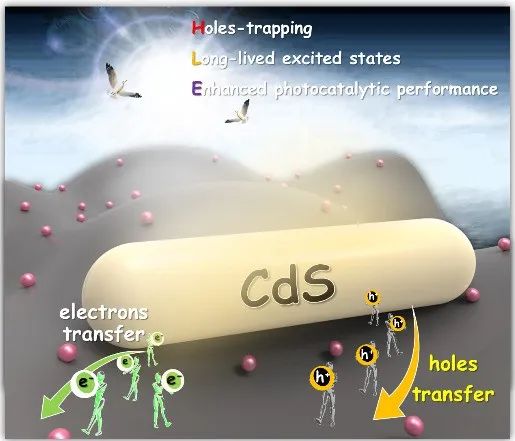 上海理工大学李贵生教授团队AFM: 石墨烯-富勒烯载体增强CdS光动力学方面取得新进展