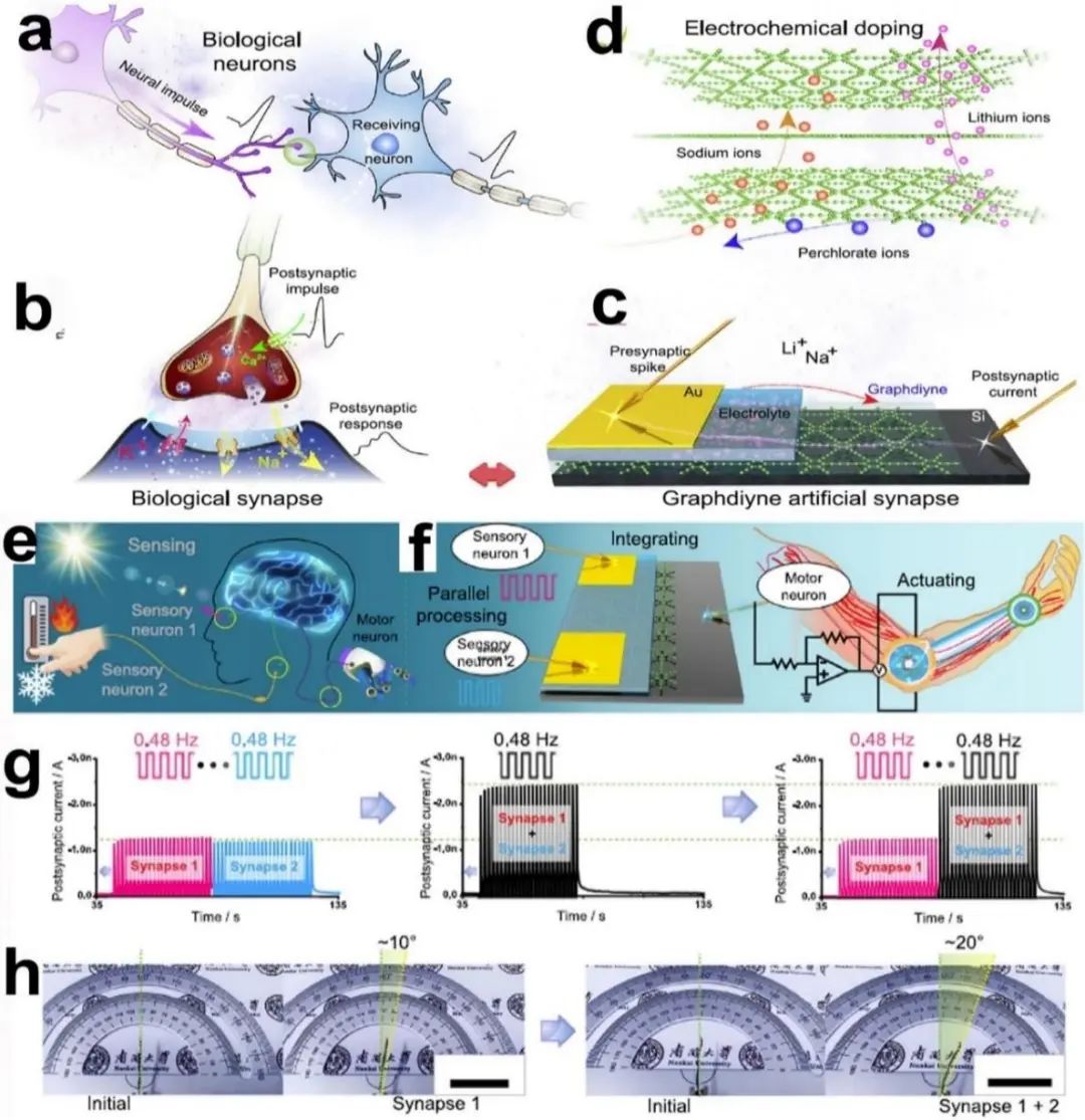 【顶刊综述】李玉良院士研究团队CSR观点：2D石墨炔：一种新兴碳材料