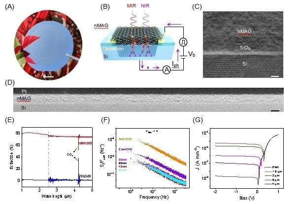 《InfoMat》：基于宏观组装石墨烯纳米膜的室温高速中红外探测器
