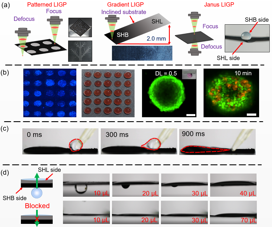 北航罗斯达Small：宏观石墨烯结构的激光诱导制备实现多液体表面超亲/超疏浸润性的连续调控、定制化选区加工及多功能应用
