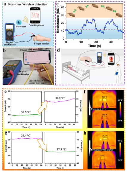 ​《AM》广西大学徐传辉: 基于橡胶/CNT的高性能/灵敏/可穿戴多功能传感器，用于人体运动和皮肤温度检测