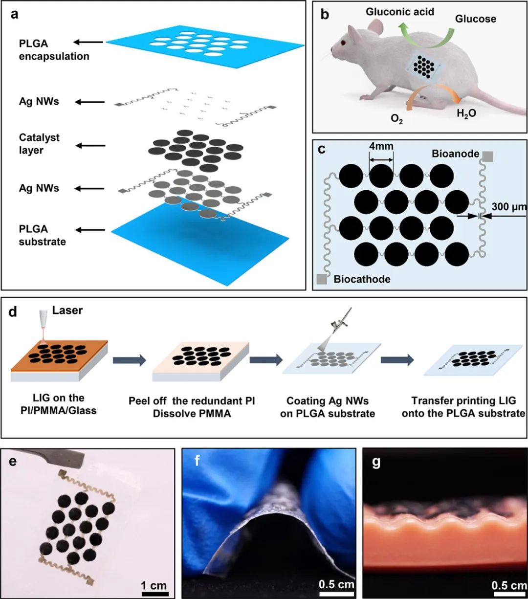 Nano Letters：激光诱导石墨烯和金纳米颗粒复合材料作为瞬态、可植入的超薄生物燃料电池