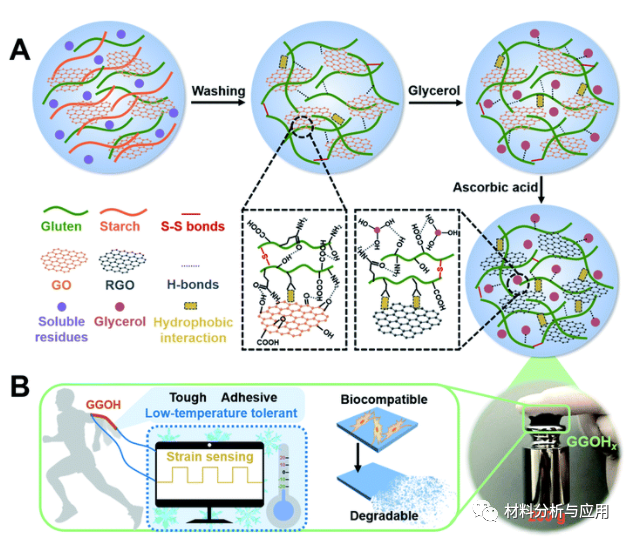 山东理工大学《JMCA》：受烹饪启发，石墨烯与面粉结合制备有机水凝胶，用于高性能应变传感器
