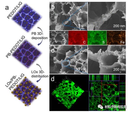 瑞典林雪平大学《ACS AMI》:导电聚合物增强激光辐照石墨烯作为柔性皮肤贴片生物传感器的异质结构3D传感器