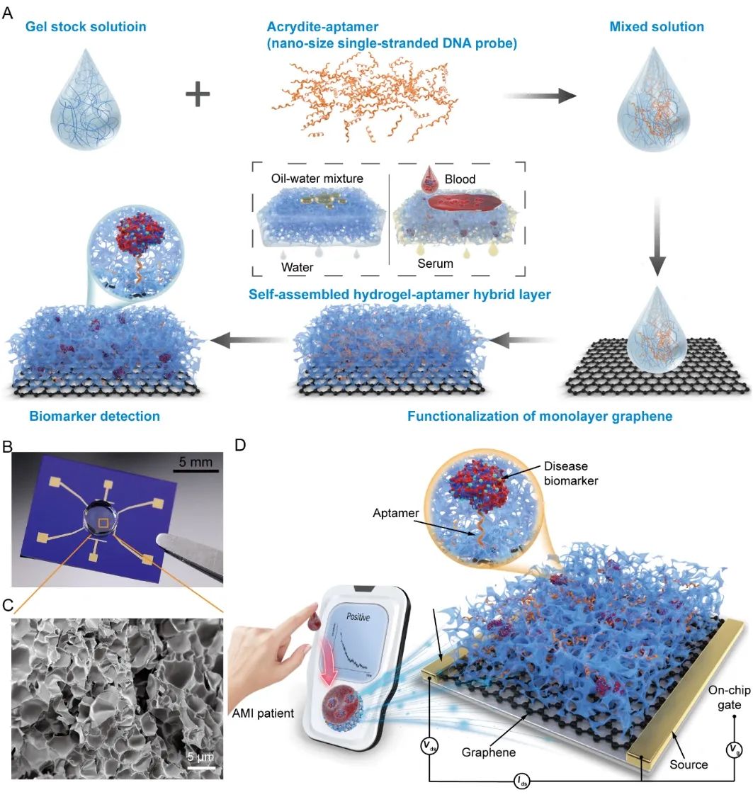 哈工大潘昀路教授CRPS：三维水凝胶-石墨烯自过滤生物传感器实现急性心梗即时即地筛查