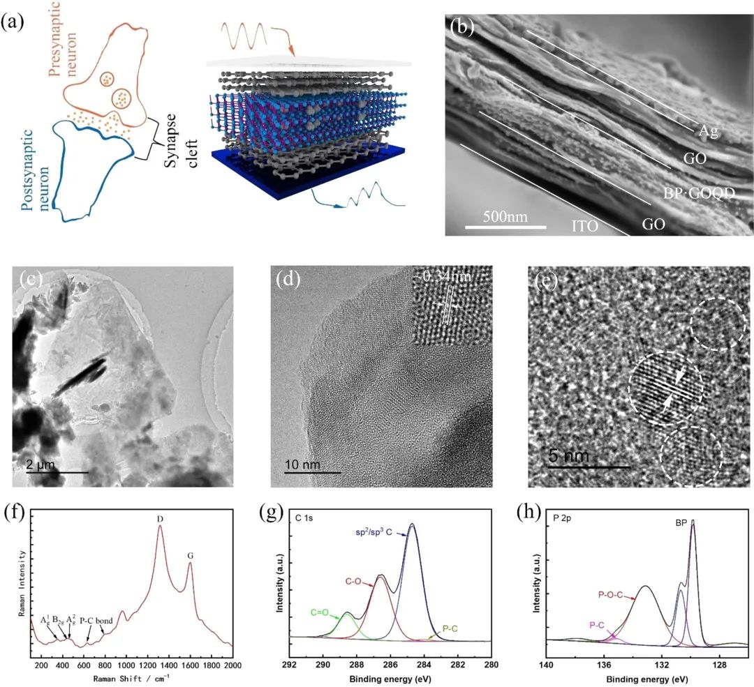 ACS AMI | 稳定、低功耗黑磷－石墨烯人工突触器件