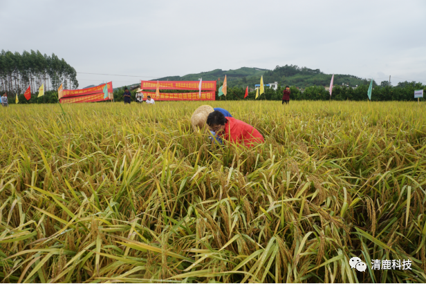 广西鹿寨县耕地提质改造工程暨清华光碳烯云高功效有机肥水稻种植现场验收会