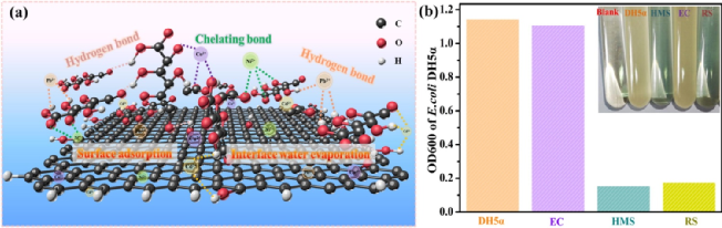 董淑英/朱永法合作CEJ：纤维素石墨烯气凝胶，高效海水淡化与废水净化！
