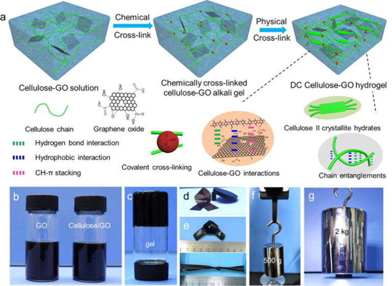 《CEJ》武汉大学蔡杰：光热抗菌平台的强韧纤维素-氧化石墨烯复合水凝胶