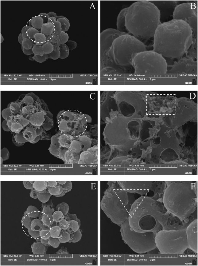 Environmental Science Nano: ZnO纳米颗粒和石墨烯量子点对秋水异弯藻的单一和联合纳米毒性