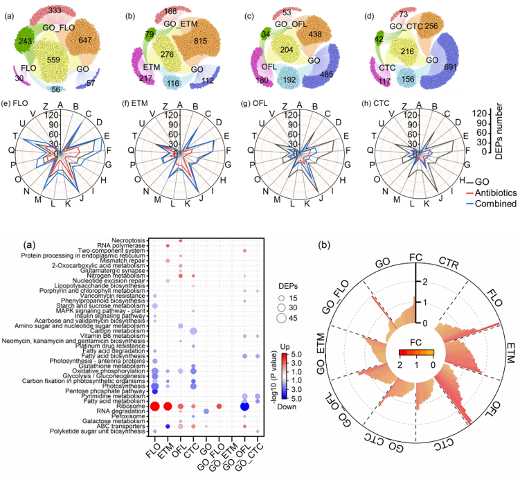 ESN | 北京大学孙卫玲团队揭示石墨烯和抗生素对蓝藻复合毒性机理及联合毒性效应预测模型建立
