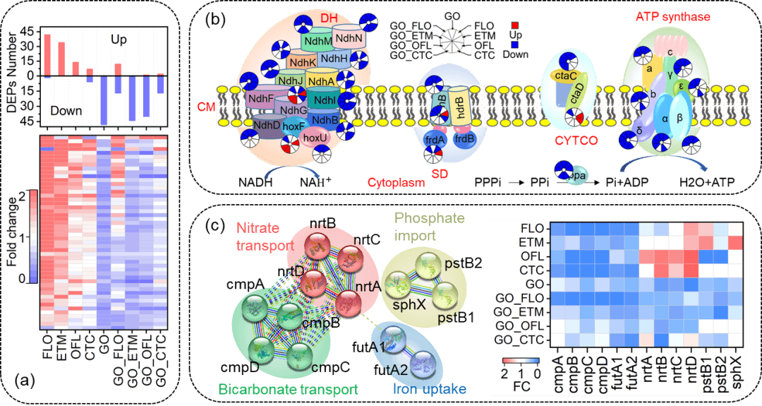 ESN | 北京大学孙卫玲团队揭示石墨烯和抗生素对蓝藻复合毒性机理及联合毒性效应预测模型建立